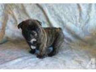 French Bulldog Puppy for sale in EUREKA, CA, USA