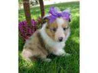 Shetland Sheepdog Puppy for sale in New Haven, IN, USA