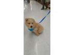 Mutt Puppy for sale in Fullerton, CA, USA