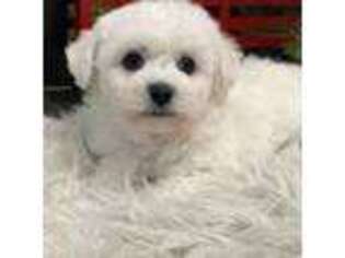 Bichon Frise Puppy for sale in Shipshewana, IN, USA