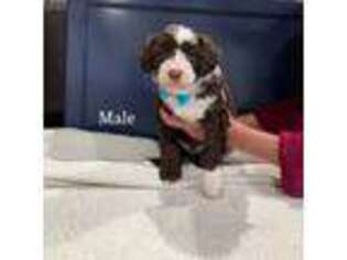 Mutt Puppy for sale in Louisville, KY, USA