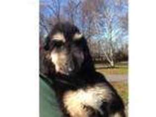 Afghan Hound Puppy for sale in Carlisle, PA, USA