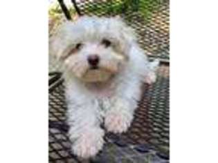 Maltese Puppy for sale in Wooster, OH, USA