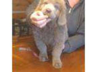 Newfoundland Puppy for sale in Janesville, WI, USA