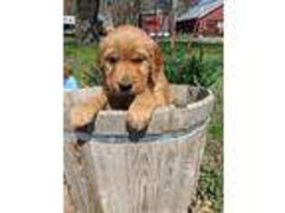 Golden Retriever Puppy for sale in Staplehurst, NE, USA