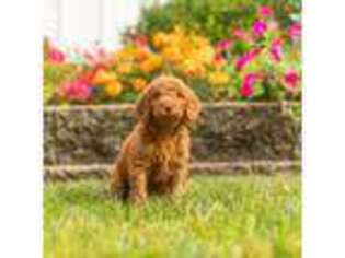 Goldendoodle Puppy for sale in Nappanee, IN, USA