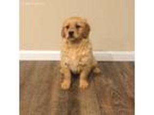 Golden Retriever Puppy for sale in Peebles, OH, USA