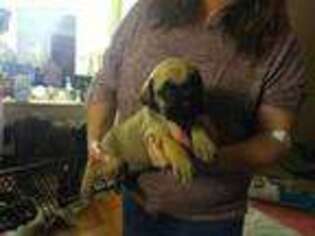 Mastiff Puppy for sale in Chicopee, MA, USA