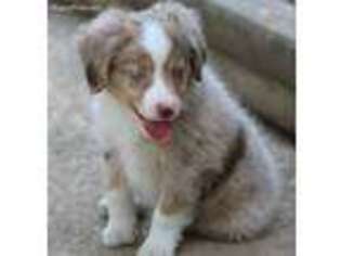Miniature Australian Shepherd Puppy for sale in Hershey, PA, USA
