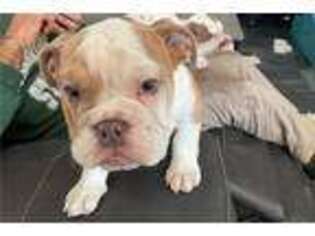 Bulldog Puppy for sale in Tulsa, OK, USA