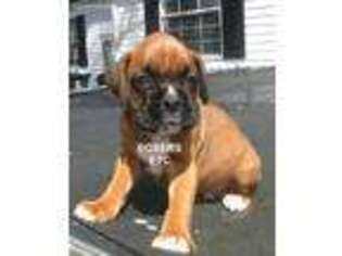 Boxer Puppy for sale in Nicholls, GA, USA