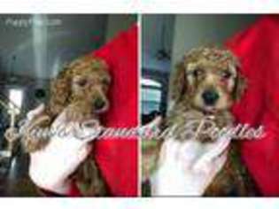 Mutt Puppy for sale in Rayville, MO, USA