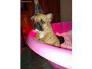 French Bulldog Puppy for sale in Ashburn, VA, USA