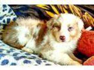 Australian Shepherd Puppy for sale in Tucson, AZ, USA