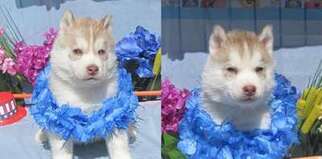Siberian Husky Puppy for sale in HERMISTON, OR, USA
