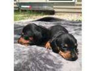 Dachshund Puppy for sale in Granby, CT, USA
