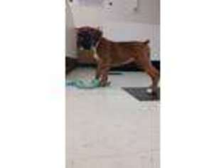 Boxer Puppy for sale in Hudson, NH, USA