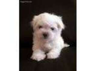 Maltese Puppy for sale in Phillipsburg, MO, USA