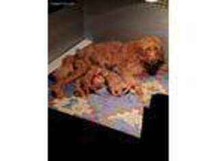 Goldendoodle Puppy for sale in Columbus, GA, USA