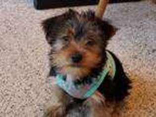 Yorkshire Terrier Puppy for sale in Manquin, VA, USA