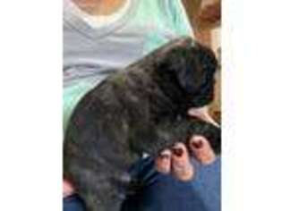 Pug Puppy for sale in Saint Paul, IN, USA