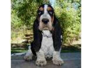 Basset Hound Puppy for sale in Ava, MO, USA