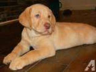 Labrador Retriever Puppy for sale in REPUBLIC, MO, USA