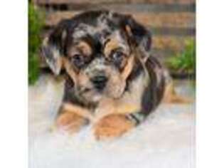 Puggle Puppy for sale in Koshkonong, MO, USA