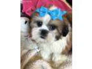 Mutt Puppy for sale in Loudon, TN, USA