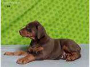 Doberman Pinscher Puppy for sale in Sugarcreek, OH, USA