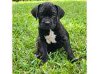 Cane Corso Puppy for sale in Daytona Beach, FL, USA