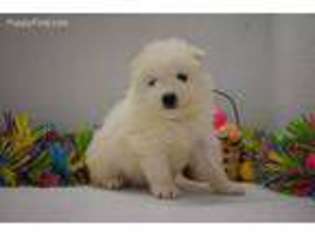 Samoyed Puppy for sale in West Point, IA, USA