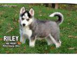 Siberian Husky Puppy for sale in Fresno, OH, USA