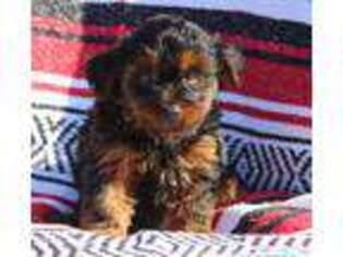 Yorkshire Terrier Puppy for sale in Sparta, NJ, USA