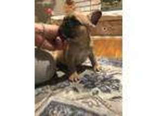 French Bulldog Puppy for sale in Addison, IL, USA