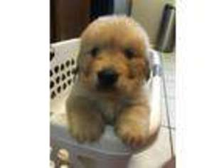 Golden Retriever Puppy for sale in THE COLONY, TX, USA
