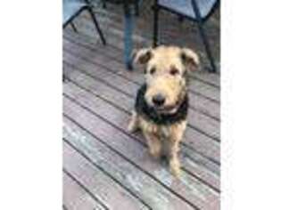 Airedale Terrier Puppy for sale in Duluth, GA, USA