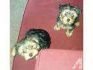 Yorkshire Terrier Puppy for sale in SNOHOMISH, WA, USA