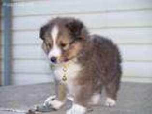 Shetland Sheepdog Puppy for sale in Nunn, CO, USA