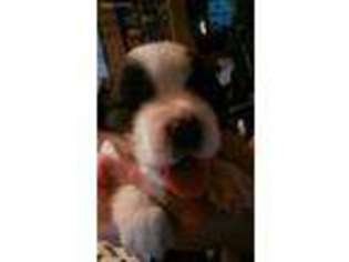 Saint Bernard Puppy for sale in Mayetta, KS, USA