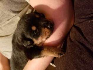 Rottweiler Puppy for sale in Eugene, OR, USA