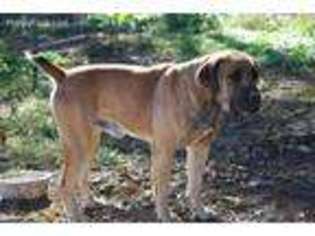 Boerboel Puppy for sale in Winchester, OH, USA