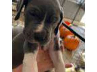 Great Dane Puppy for sale in Howell, NJ, USA