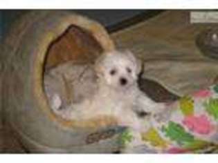 Medium Photo #1 Mutt Puppy For Sale in Cincinnati, OH, USA