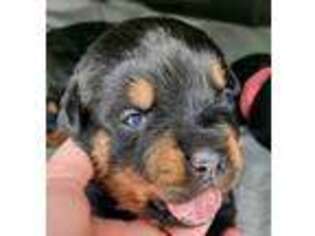Rottweiler Puppy for sale in Blountstown, FL, USA