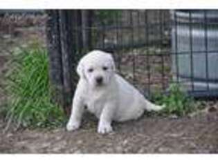 Labrador Retriever Puppy for sale in New London, MO, USA