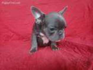 French Bulldog Puppy for sale in Little Elm, TX, USA