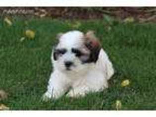 Mal-Shi Puppy for sale in Fort Plain, NY, USA