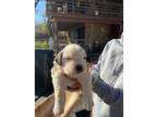 Saint Bernard Puppy for sale in Mason, TX, USA