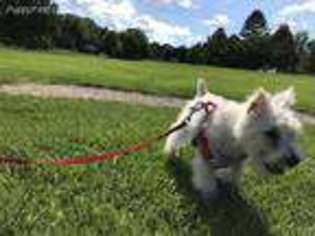 Mutt Puppy for sale in Hudsonville, MI, USA